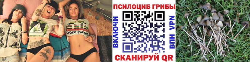 где купить наркоту  Шлиссельбург  Галлюциногенные грибы мухоморы 